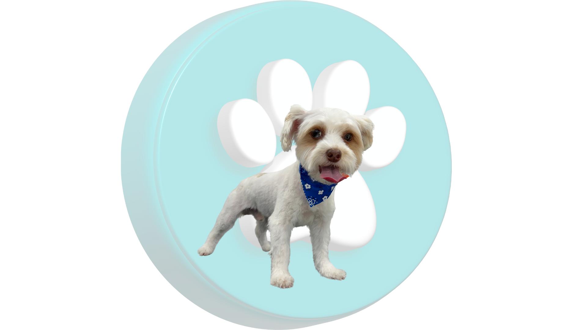 Diseño web profesional